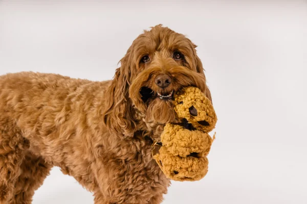 Treat your pup to a delectable playtime experience with P.L.A.Y.'s Pup Cup Café Cookies n' Treats toy – the irresistible treat that's as sweet as it sounds! This delightful trio of cookies on a rope features a squeaker on the end of each cookie for double the fun. With crinkle fabric tucked into every bite, your furry friend is in for a texture-rich delight! Hand-made craftsmanship, double layer exterior and reinforced stitching for extra durability Eco-friendly PlanetFill® filler is made from 100% post-consumer certified-safe recycled plastic bottles Machine washable and dryer friendly Features AZO-free dyes