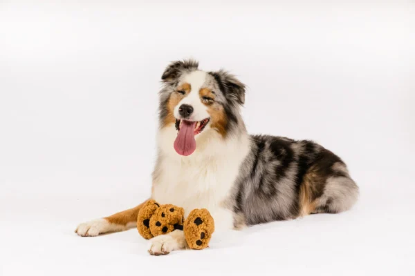 Treat your pup to a delectable playtime experience with P.L.A.Y.'s Pup Cup Café Cookies n' Treats toy – the irresistible treat that's as sweet as it sounds! This delightful trio of cookies on a rope features a squeaker on the end of each cookie for double the fun. With crinkle fabric tucked into every bite, your furry friend is in for a texture-rich delight! Hand-made craftsmanship, double layer exterior and reinforced stitching for extra durability Eco-friendly PlanetFill® filler is made from 100% post-consumer certified-safe recycled plastic bottles Machine washable and dryer friendly Features AZO-free dyes