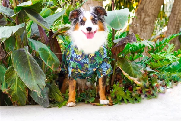 This designer camp shirt will transport you and your pet to the forests of Amazonia! Design features tropical forest animals and plants for that unique chic look in paradise.