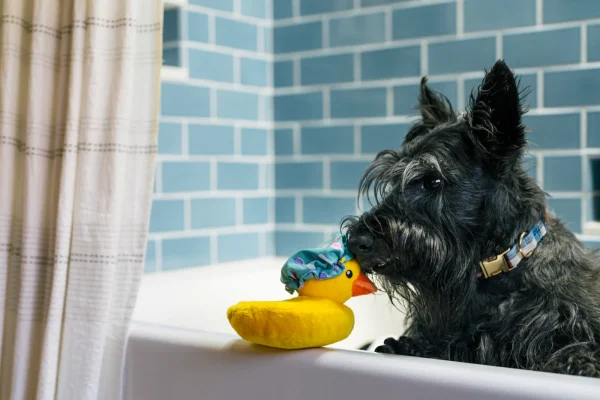 Bathtime is better with a buddy! P.L.A.Y.’s Splish Splash Bubbles the Duck is the perfect addition to playtime, equipped with a crinkly shower cap and unique shaped squeaker. The best part? Bubbles sounds like a real rubber duck! Hand-made craftsmanship, double layer exterior and reinforced stitching for extra durability Eco-friendly PlanetFill® filler is made from 100% post-consumer certified-safe recycled plastic bottles Machine washable and dryer friendly Features AZO-free dyes