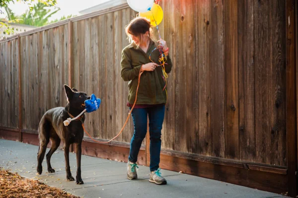 Make each day the best day for your furry friend with P.L.A.Y.'s Party Time Best Day Ever Balloon toy! This toy includes a squeaker for playful excitement, crinkle fabric for added texture and a heavy-duty cotton rope so your pup can carry their balloon around. Treat your canine companion to some joy where every playtime celebrates their happiness!